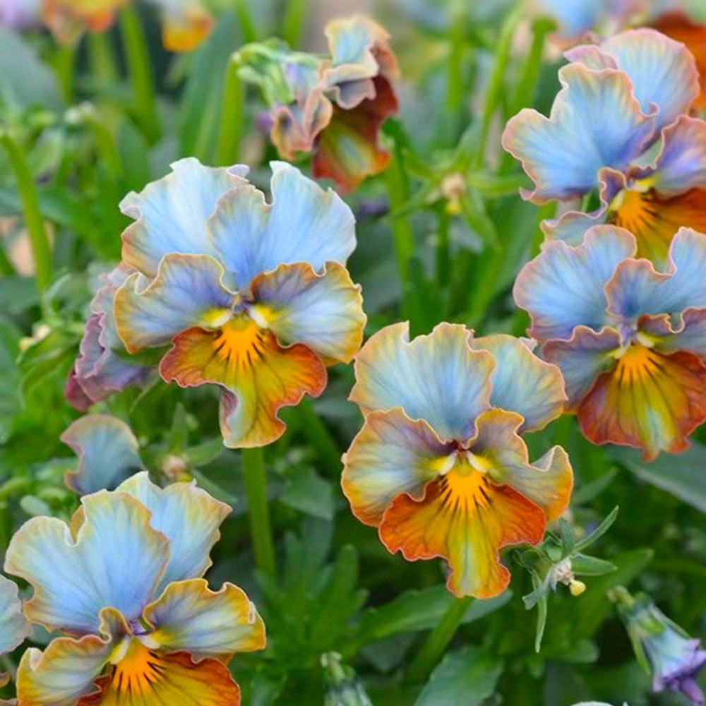 Meet your Posher, Jen